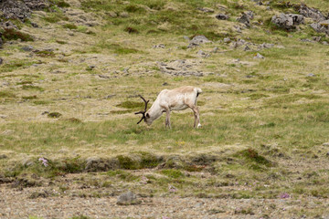 Moose aka European elk in the wild in Iceland