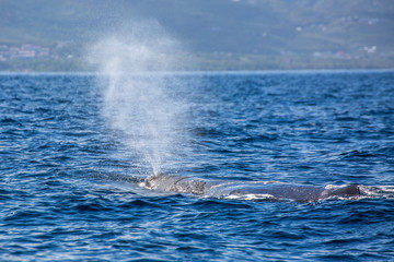 Fototapeta premium sperm whale