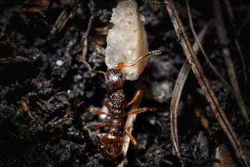 Ant near an anthill.