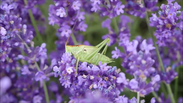 Grüne Heuschrecke frisst im Lavendelfeld