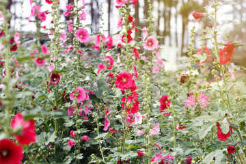 Fototapeta na wymiar Beautiful flowers in the garden