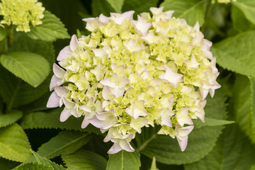 Hydrangea yellowish blooms on a plant with green leaves.