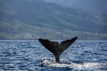 sperm whale