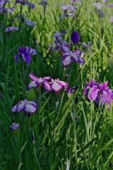Obraz na płótnie Canvas Iris ensata var. ensata (Hana shoubu) 