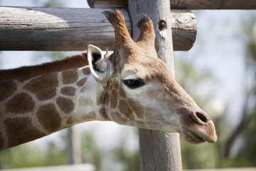 Obraz premium Giraffe near a wooden fence