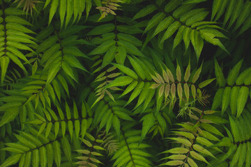 Naklejka na ściany i meble green fern leaves