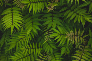 Naklejka na ściany i meble green fern leaves