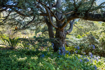 Big tree in Kirstenbosch Botanical Gardens, Cape Town