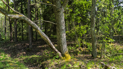 Summer forest in Finland