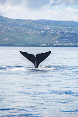 Fototapeta premium sperm whale