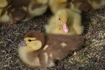 Little ducklings