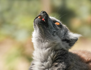 Erstaunter Blick nach oben