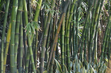 Fototapeta na wymiar Bambous, océan indien