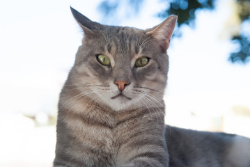 Fototapeta premium Cat with green eyes in Patmos, Greece. Shorthair cat relax outdoor. Cute pet with grey coat on natural background. cat food. healthy pet - happy owner. Kitten on fresh air. Relax and rest