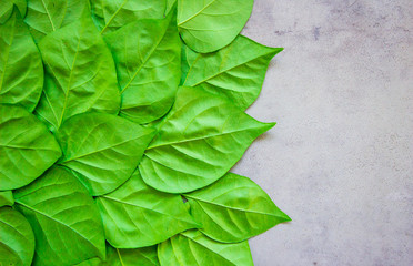 Green leaves lay together as a background image. Has space to put text.