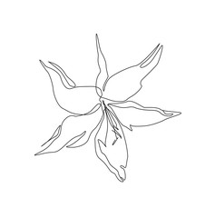 Lily flower. Linear art. Vector. Hand drawing on white background.