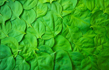 Fototapeta na wymiar Green leaves lay together as a background image. Has space to put text.