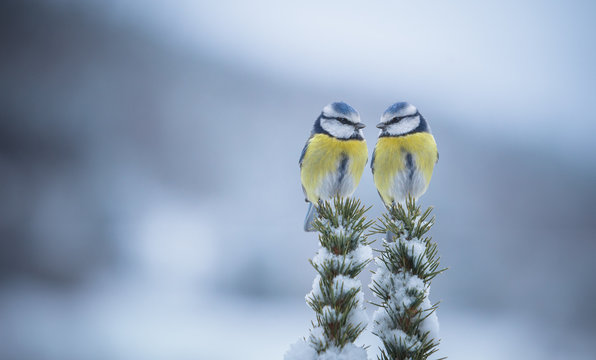 Couple de m&eacute;sange perch&eacute; sur un sapin.
