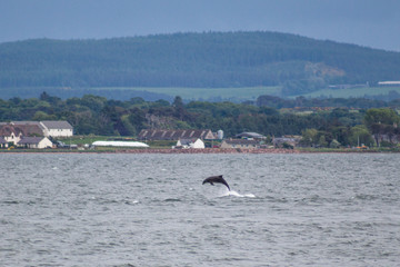 Delfin Schottland © Boris