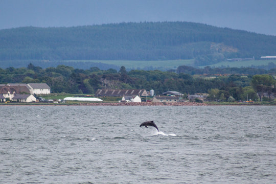 Delfin Schottland