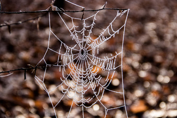 Spinnennetz