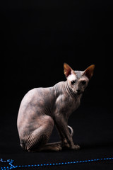 Graceful donskoy cat