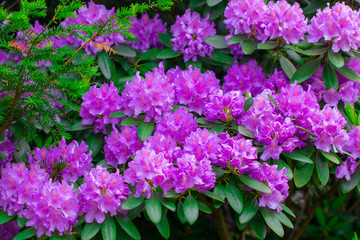 Pink flowers in the garden. Summer background