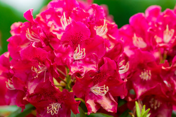 Pink flowers in the garden. Summer background