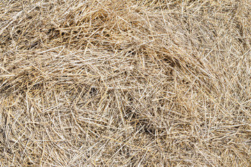 Close-up dry yellow hay texture. Natural straw background. Summer rural backdrop. Copyspace