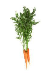 carrot with leaves