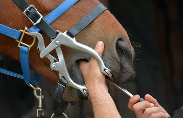 Two white hands of a Caucasian equine dentist busy working with his equipment and tools on the teeth of a bay horse mouth.