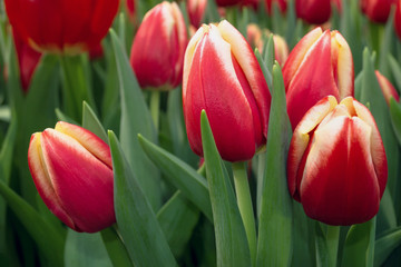 close up view of bicolored tulips