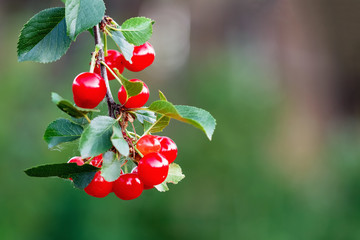 Sweet red cherry berries on a tree branch. Closeup, selective focus