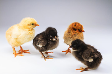 small chicks of different colors