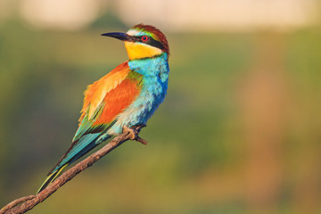 colored bird sits on a branch and looks to the side
