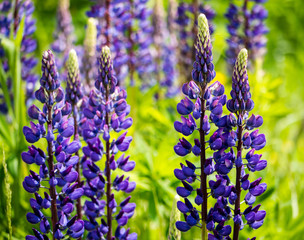 Fototapeta premium Lupinen