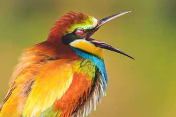funny color bird with open beak