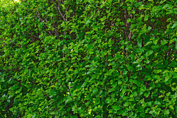 green leaves background