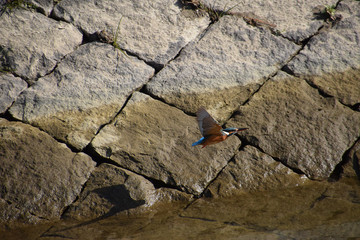 a kingfisher just hunted / 稚鮎をくわえて飛び去るカワセミ