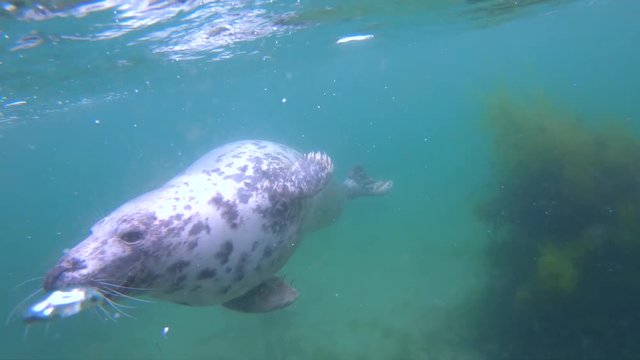 close up portrait of wild grey seal swimming underwater in the sea near Dalkey Island, Ireland