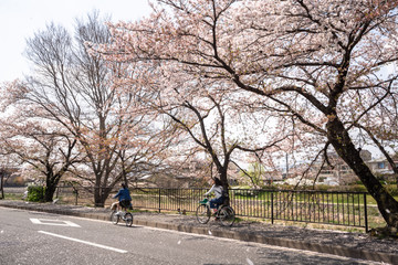 Cherry blossom in Kyoto