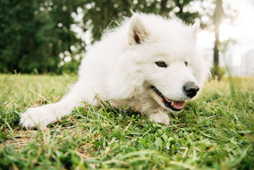 Funny young happy smiling white Samoyed dog or Bjelkier, Dog sitting outdoors in a green spring meadow. Playful pet in the open air.