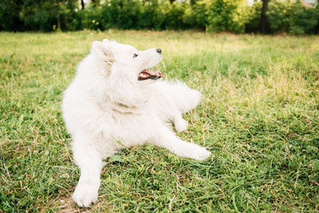Funny young happy smiling white Samoyed dog or Bjelkier, Dog sitting outdoors in a green spring meadow. Playful pet in the open air.