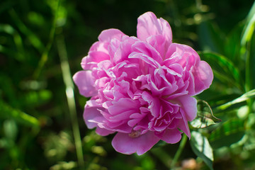 Many blooming peony. Season pion Many blooming peony, pink. Season pion