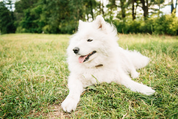 Funny young happy smiling white Samoyed dog or Bjelkier, Dog sitting outdoors in a green spring meadow. Playful pet in the open air.