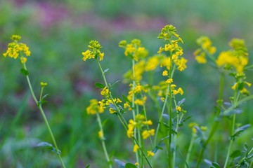 Field with small fragrant yellow flowers and blurred purple background