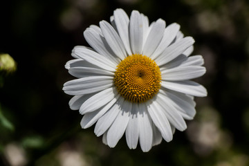 Fototapeta premium Fleur