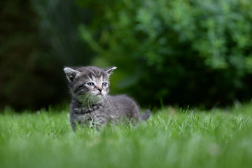 ready for adventure, cute kitten in the garden
