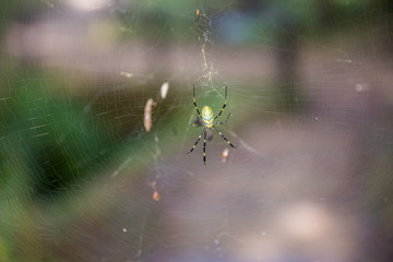 Spider ready to attack