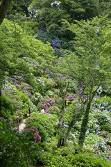 Obraz premium 紫陽花の風景